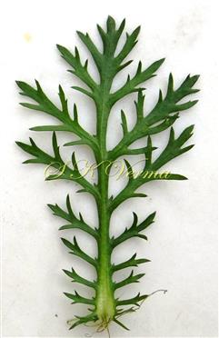  Leaf
